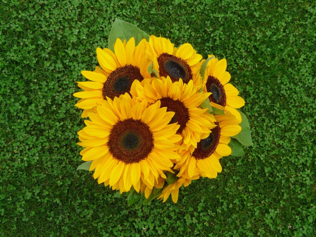 ひまわりの花束