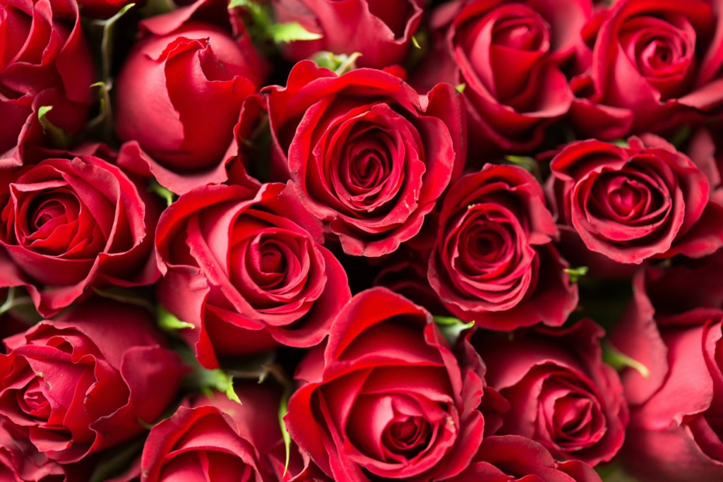 薔薇の花束